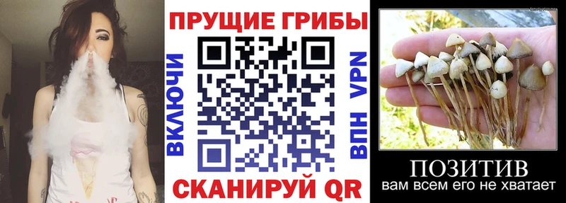 Купить где  Дудинка  Галлюциногенные грибы Magic Shrooms 